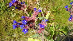 Anchusa calcarea