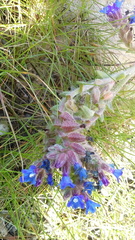 Anchusa calcarea