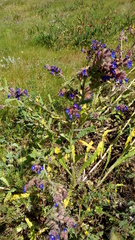 Anchusa calcarea