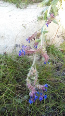 Anchusa calcarea
