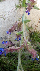 Anchusa calcarea