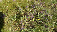 Anchusa calcarea
