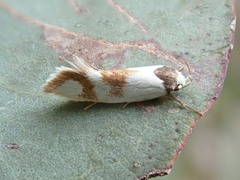 Antipterna trilicella