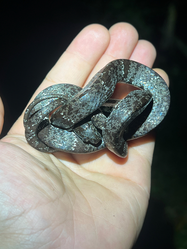 Vieira's Snail-eating Snake
