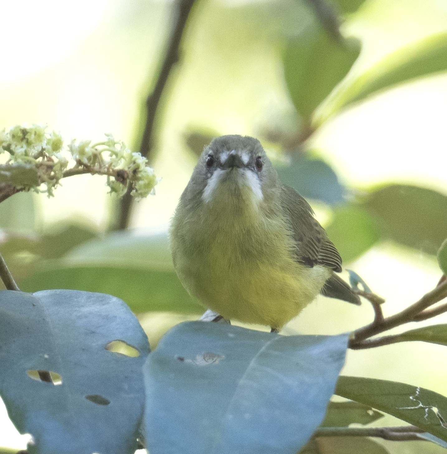 Fairy Gerygone (Gerygone palpebrosa), photo 1