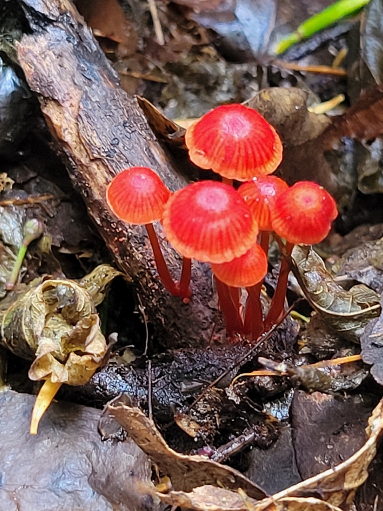 Cruentomycena viscidocruenta · March 2026 · photo: © maureen_howard (iNaturalist, cc-by)