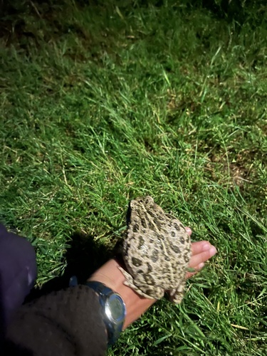 iNaturalist observation photo of Western Toad