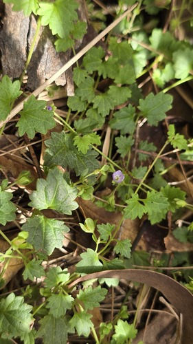 Australian Speedwell (Veronica plebeia)