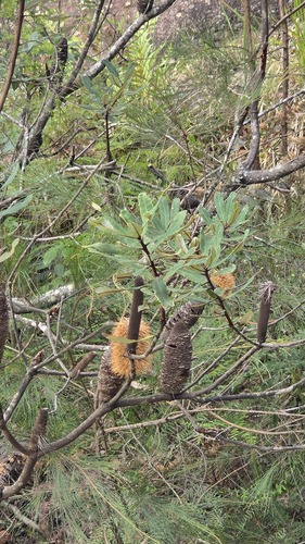 Rusty Banksia (Banksia oblongifolia)
