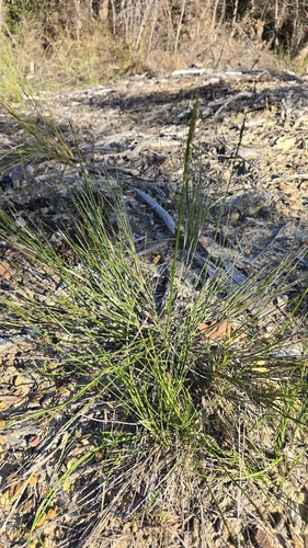 Wiry Panic (Entolasia stricta)