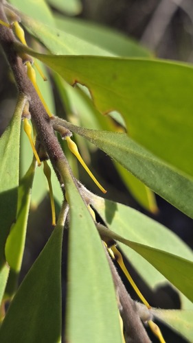Persoonia lanceolata (Persoonia lanceolata)