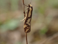 Palimmeces poecilella