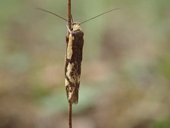 Palimmeces poecilella