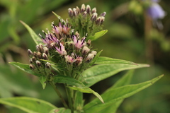 Saussurea acuminata sachalinensis