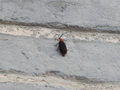 Pyrocoelia sanguiniventer