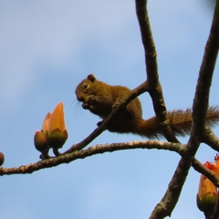 Callosciurus pygerythrus