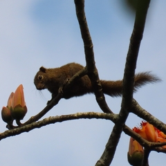 Callosciurus pygerythrus