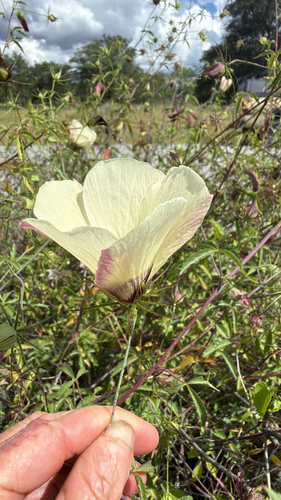 Hibiscus caesius