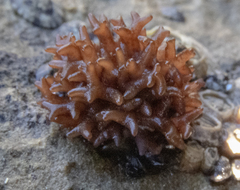 Nothogenia pulvinata