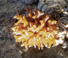 Nothogenia pulvinata