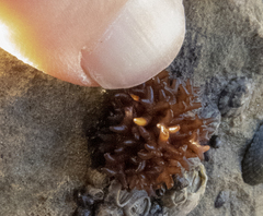 Nothogenia pulvinata