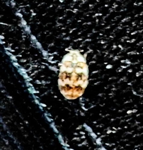 Asian Carpet Beetle