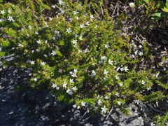 Wahlenbergia calcarea