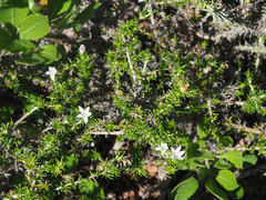 Wahlenbergia calcarea