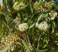 Eucalyptus fasciculosa