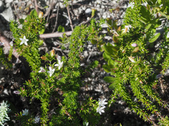 Wahlenbergia calcarea