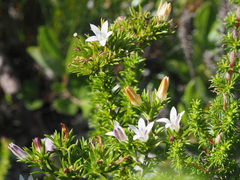 Wahlenbergia calcarea