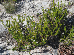 Wahlenbergia calcarea