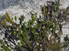 Wahlenbergia calcarea