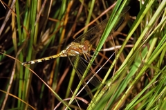 Orthetrum brachiale