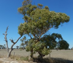 Eucalyptus fasciculosa