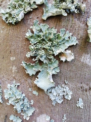 Parmotrema hypoleucinum