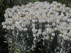 Syncarpha argyropsis