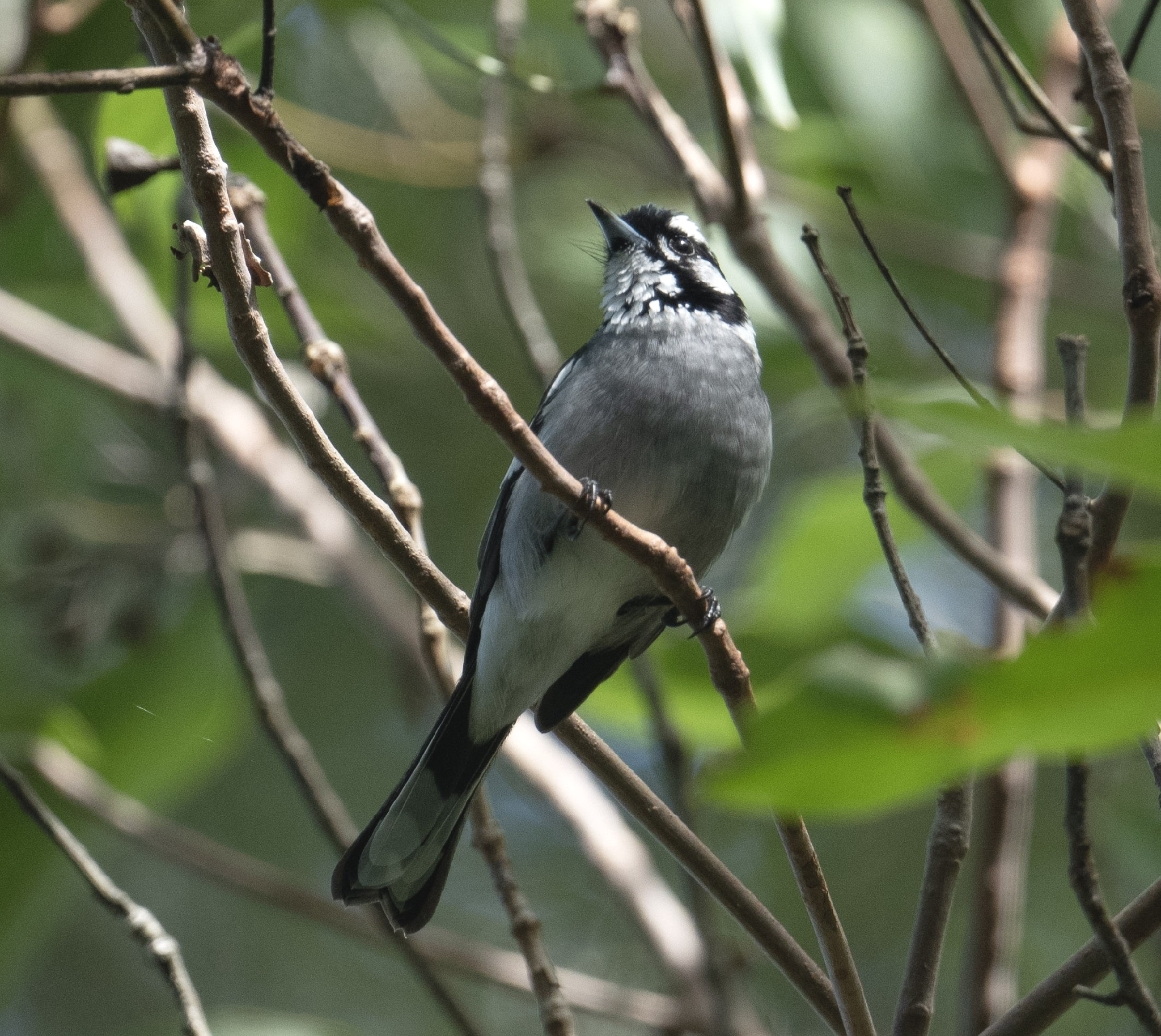 White-eared Monarch (Carterornis leucotis), photo 2