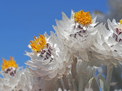 Syncarpha argyropsis