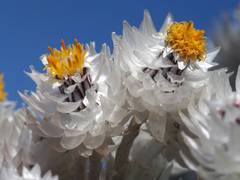 Syncarpha argyropsis