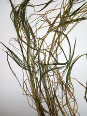 Ranunculus kauffmannii