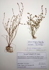 Juncus ranarius