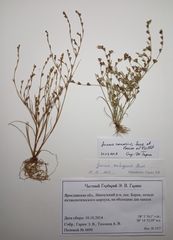 Juncus ranarius