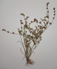 Juncus ranarius