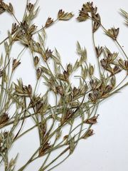 Juncus ranarius