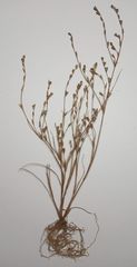 Juncus ranarius