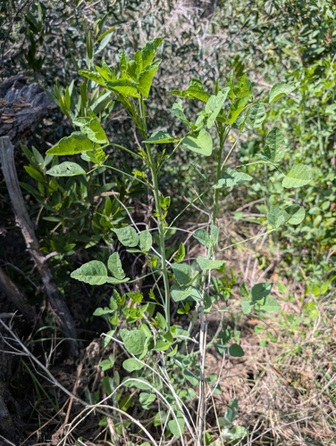 large leatherroot (Hoita macrostachya)