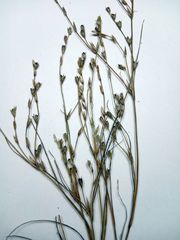 Juncus ranarius