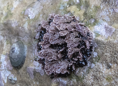 Arthrocardia corymbosa