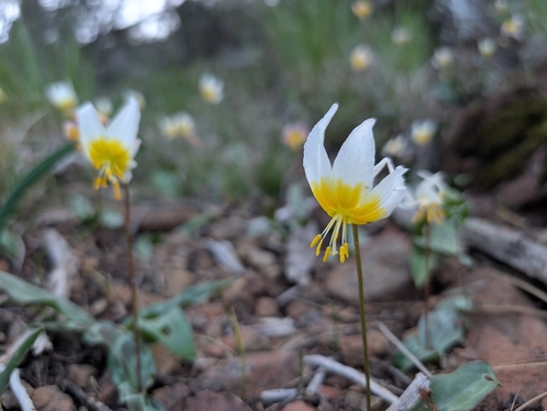 Napa fawn lily (Erythronium helenae)